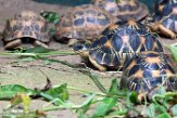 MGIP1164632 stralenschildpad / Astrochelys radiata (voor) spinschildpad / Pyxis arachnoides (achter)