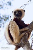 MGLP1164895 Coquerels sifaka / Propithecus coquereli