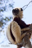 MGLP1164897 Coquerels sifaka / Propithecus coquereli