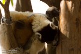 MGLP1164903 kroonsifaka / Propithecus coronatus