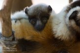 MGLP1164914 kroonsifaka / Propithecus coronatus