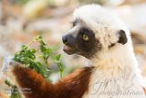 MGLP1164921 Coquerels sifaka / Propithecus coquereli