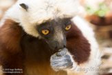 MGLP1164922 Coquerels sifaka / Propithecus coquereli