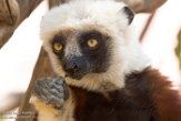 MGLP1164925 Coquerels sifaka / Propithecus coquereli