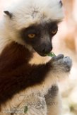 MGLP1164928 Coquerels sifaka / Propithecus coquereli