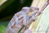 MGME1164852 Furcifer sp