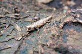 MGME1164862 Brookesia peyrierasi (Pygmy stump-tailed chameleon)