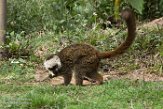 MGTZ1164992 witkopmaki / Eulemur albifrons