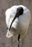 MGTZ1165006 Madagascar witte ibis / Threskiornis bernieri
