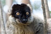 MGVR1164680 bruine maki / Eulemur fulvus