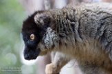 MGVR1164682 bruine maki / Eulemur fulvus