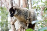 MGVR1164684 bruine maki / Eulemur fulvus