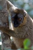 MGVR1164699 roodvoorhoofdmaki / Eulemur rufifrons