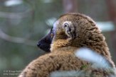 MGVR1164708 roodvoorhoofdmaki / Eulemur rufifrons