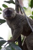 MGVR1164713 roodvoorhoofdmaki / Eulemur rufifrons