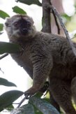 MGVR1164715 roodvoorhoofdmaki / Eulemur rufifrons