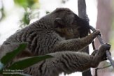 MGVR1164722 roodvoorhoofdmaki / Eulemur rufifrons