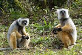 MGVR1164728 diadeemsifaka / Propithecus diadema