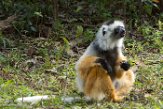 MGVR1164731 diadeemsifaka / Propithecus diadema