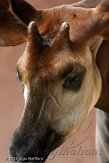 PLZ01131111 okapi / Okapia johnstoni