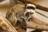 PLZ01131136 keizertamarin / Saguinus imperator