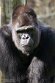 PLZ01245675 westelijke laaglandgorilla / Gorilla gorilla gorilla