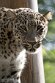 PLZ01245678 Perzische panter / Panthera pardus tulliana