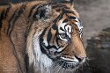 PLZ01245707 Sumatraanse tijger / Panthera tigris sumatrae