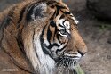 PLZ01245716 Sumatraanse tijger / Panthera tigris sumatrae