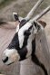 PLZ01245744 gemsbok / Oryx gazella