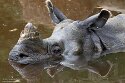 PLZ01245749 Indische neushoorn / Rhinoceros unicornis