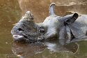 PLZ01245752 Indische neushoorn / Rhinoceros unicornis
