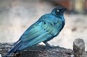 PLZ01245766 groene langstaartglansspreeuw / Lamprotornis caudatus