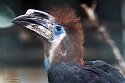 PLZ01245776 blauwkeelneushoornvogel / Ceratogymna atrata