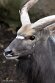 PLZ01245786 nyala / Tragelaphus angasii