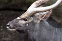 PLZ01245787 nyala / Tragelaphus angasii