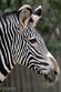 PLZ01245799 Grévyzebra / Equus grevyi
