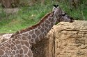 PLZ01245825 Angolagiraf / Giraffa camelopardalis angolensis
