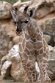 PLZ01245830 Angolagiraf / Giraffa camelopardalis angolensis
