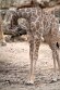 PLZ01245836 Angolagiraf / Giraffa camelopardalis angolensis