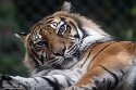 PLZ01245921 Sumatraanse tijger / Panthera tigris sumatrae