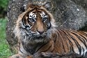 PLZ01245932 Sumatraanse tijger / Panthera tigris sumatrae