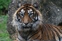 PLZ01245940 Sumatraanse tijger / Panthera tigris sumatrae