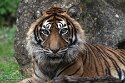 PLZ01245950 Sumatraanse tijger / Panthera tigris sumatrae