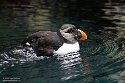 POL01246047 papegaaiduiker / Fratercula arctica