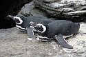 POL01246092 Magelhaenpinguïn / Spheniscus magellanicus