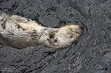 POL01246176 Alaskazeeotter / Enhydra lutris kenyoni