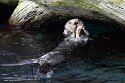 POL01246225 Alaskazeeotter / Enhydra lutris kenyoni