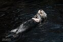 POL01246254 Alaskazeeotter / Enhydra lutris kenyoni