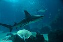 POL01246309 zandbankhaai / Carcharhinus plumbeus
